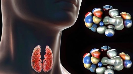 thyroid hormone therapies